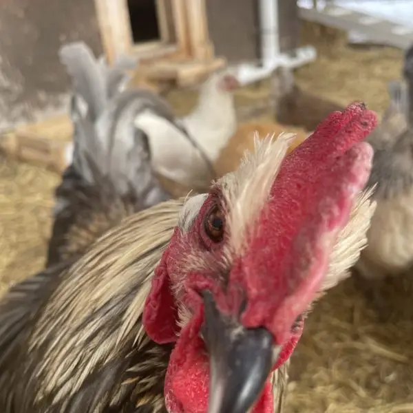 Do I Need a Rooster?