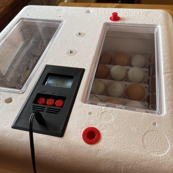 What we learned about incubating eggs…