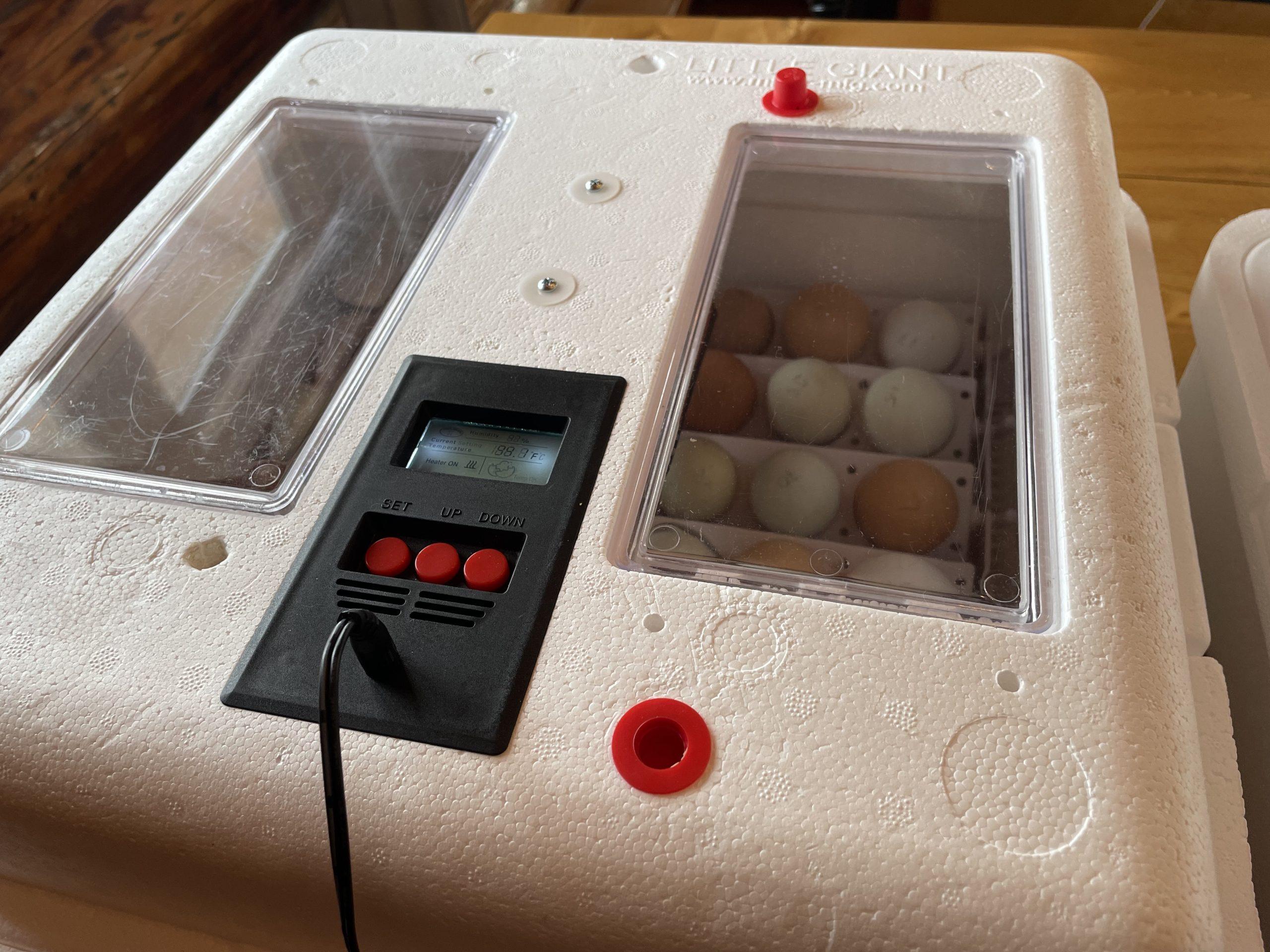 What we learned about incubating eggs…