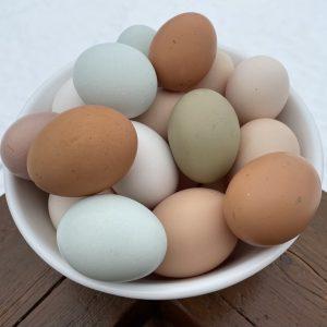 fertile chicken eggs