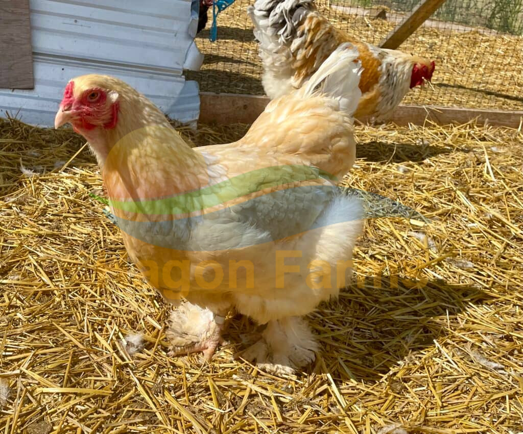 Lemon Brahmas Chickens