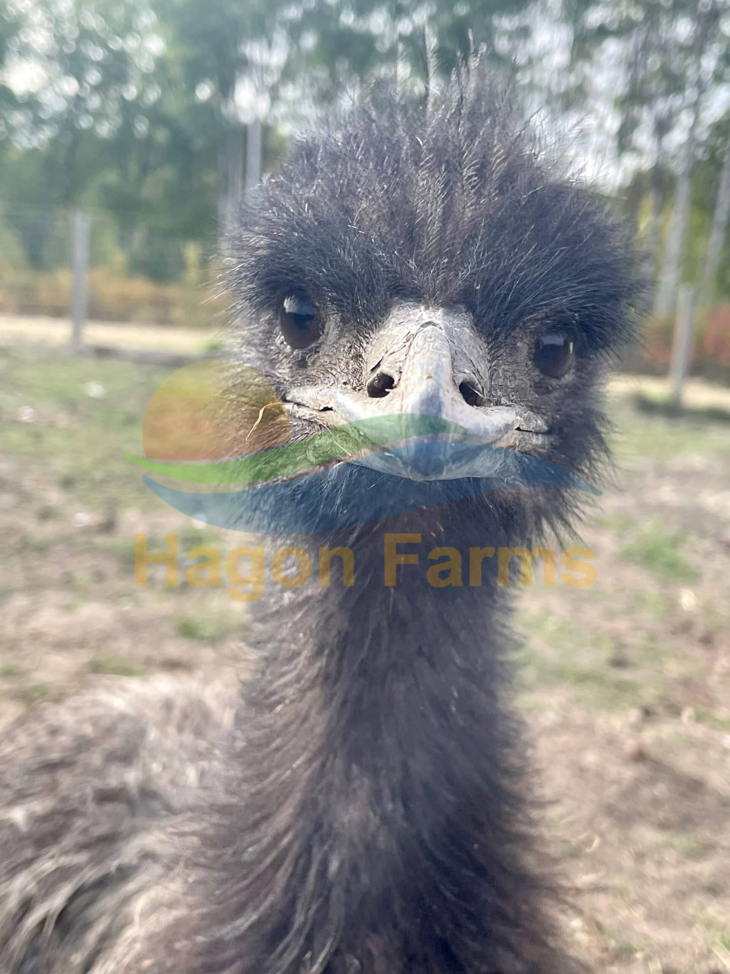 Emu