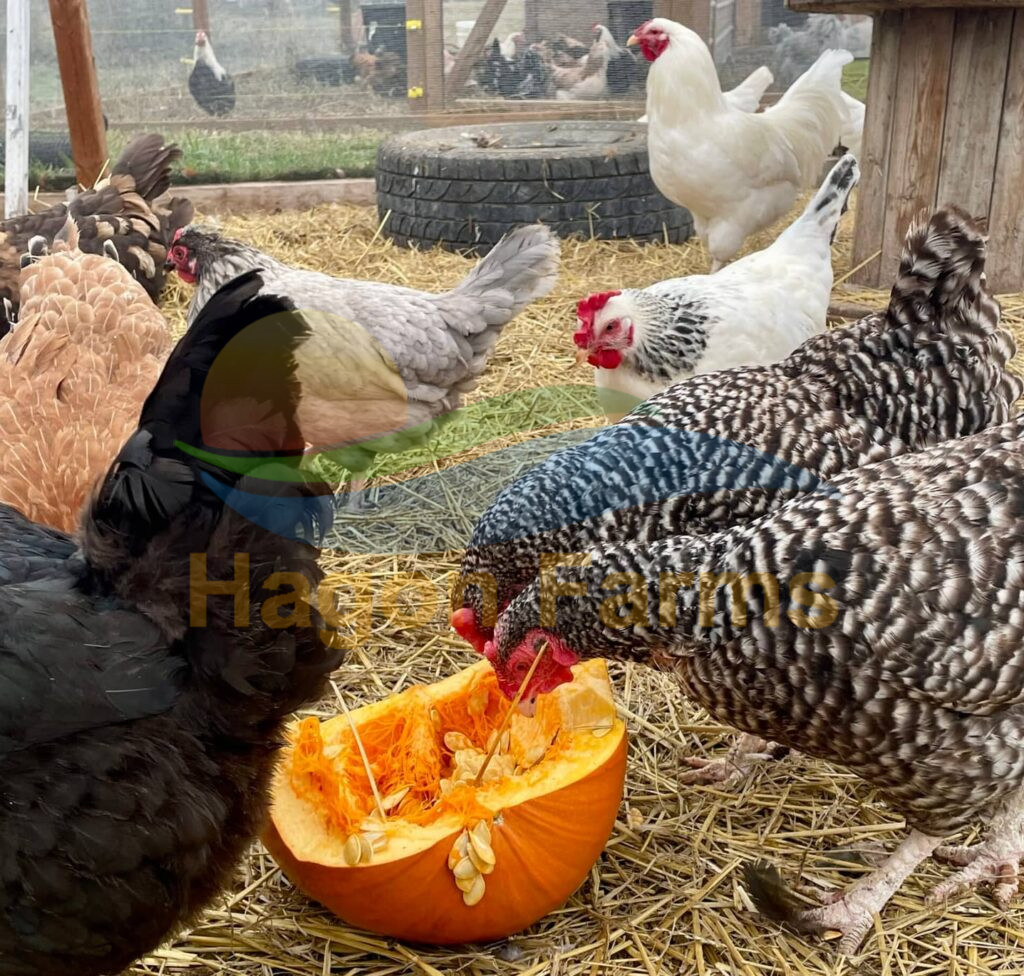 Barnyard Mix Chickens