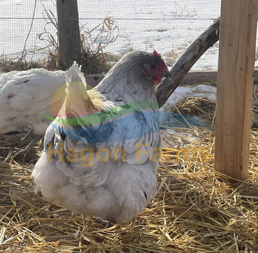 Barnyard Mix Chickens - Orpington/Wyandottes