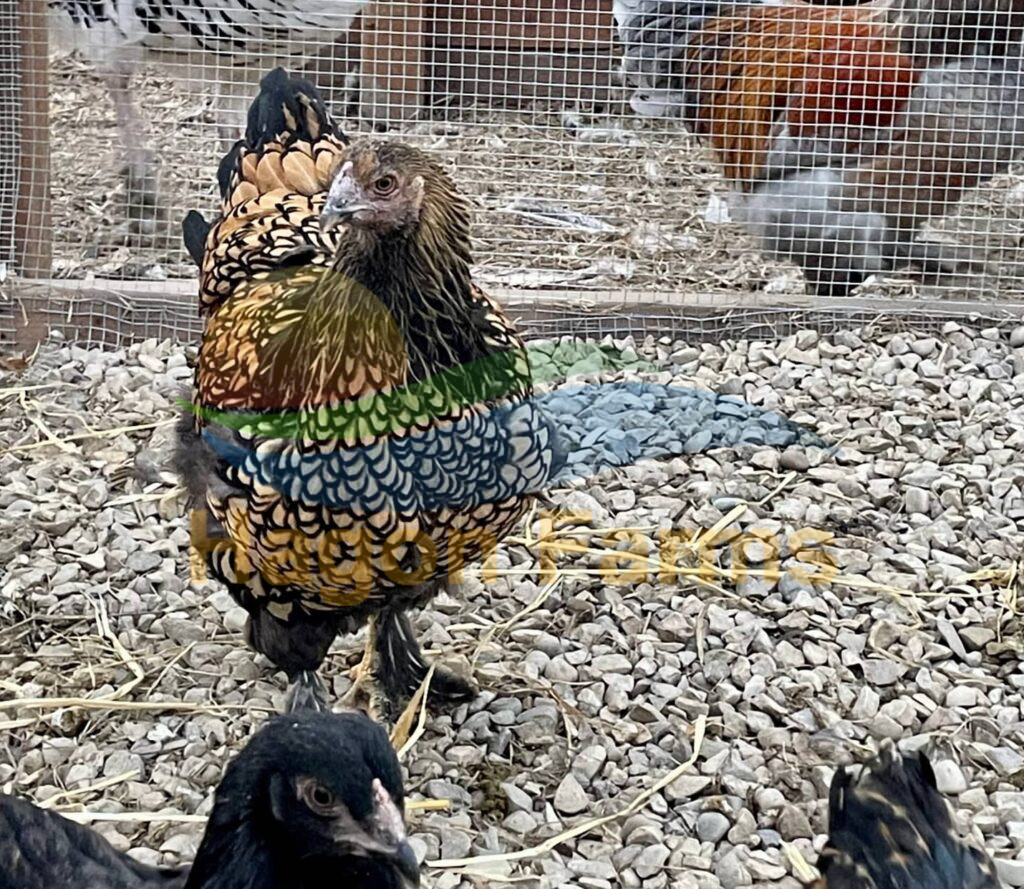 Brahma Chicken Mixed Colours