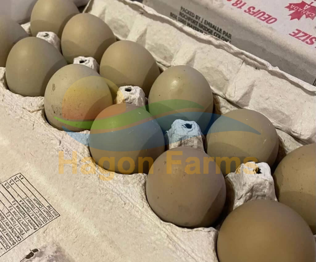 Olive Egger Chicken Eggs