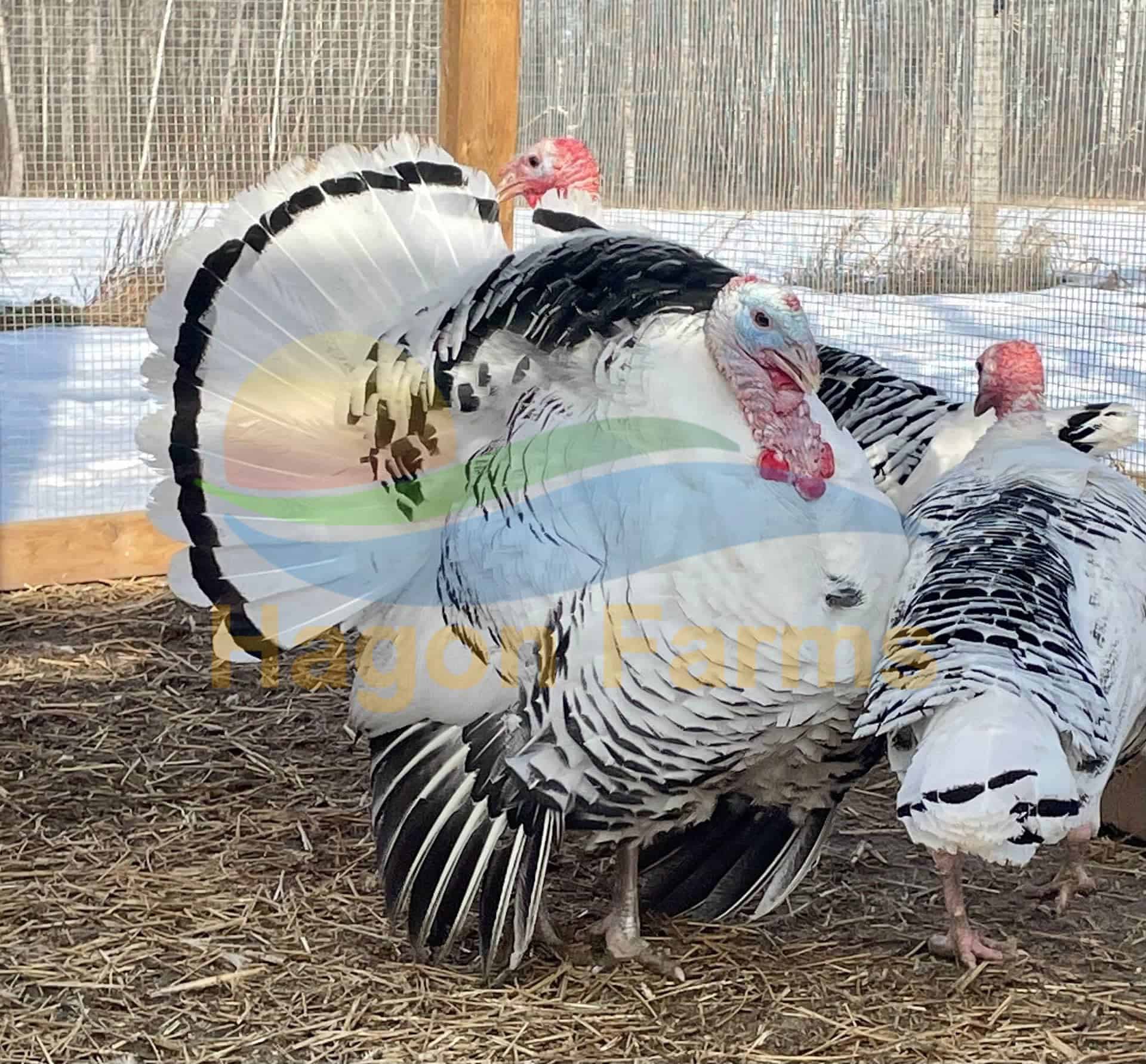 Turkeys Poult Hagon Farms turkeys-poult-hagon-farms