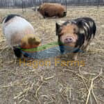 Kunekune Piglets