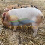 Kunekune Piglets 1