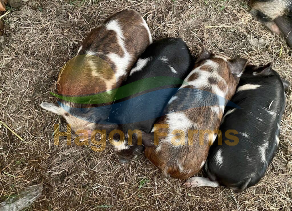 Kunekune Piglets 2