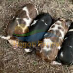 Kunekune Piglets 2