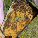 Honey Bee Nucs 1