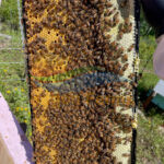 Honey Bee Nucs