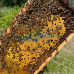 Honey Bee Nucs 2