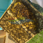 Honey Bee Nucs 3