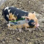 Kunekune Piglets 3