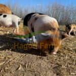 Kunekune Piglets 4