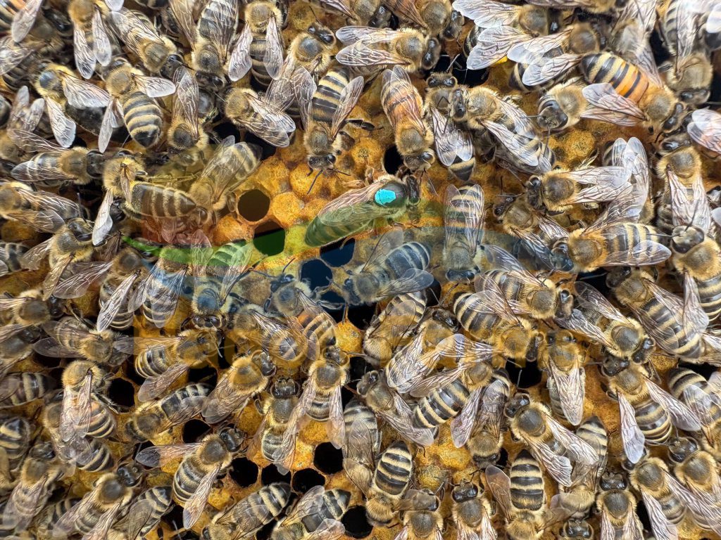 bee nuc sales alberta