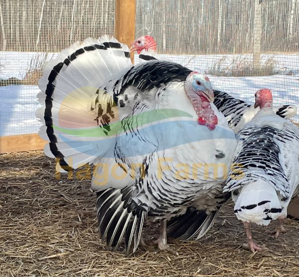 Royal Palm Turkeys Royal Palm Turkeys