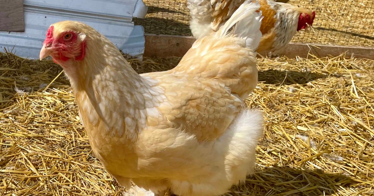 Join Chickens - Hagon Farms - The Hive